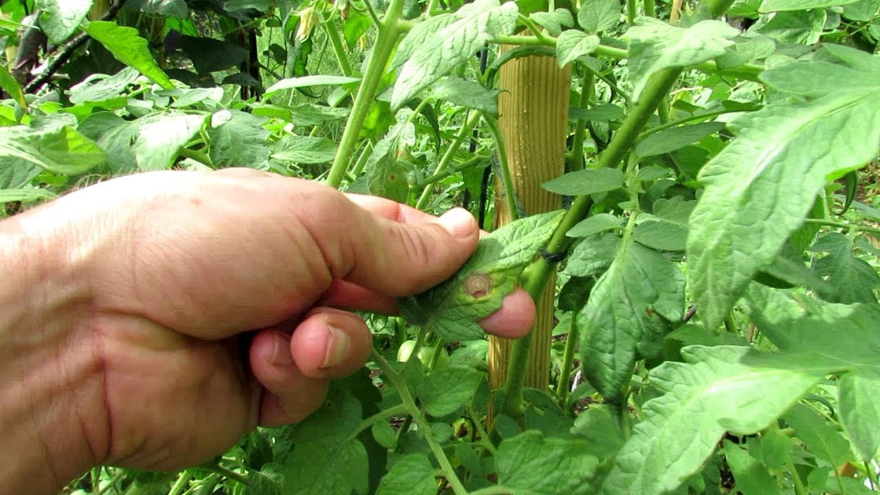 White Spots on Tomato Plants