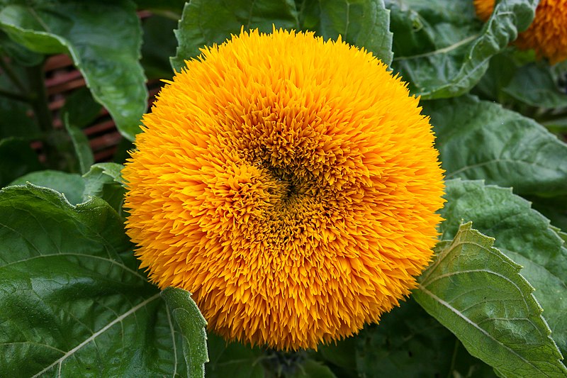 Teddy Bear Sunflowers