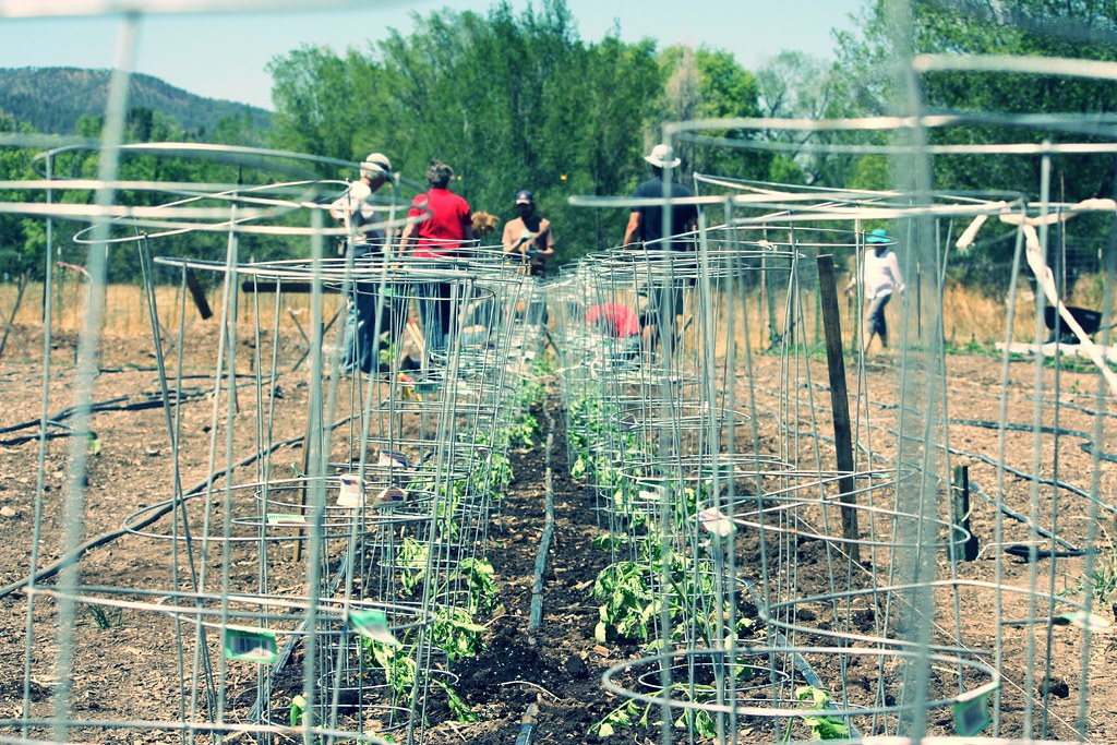 tomato cages