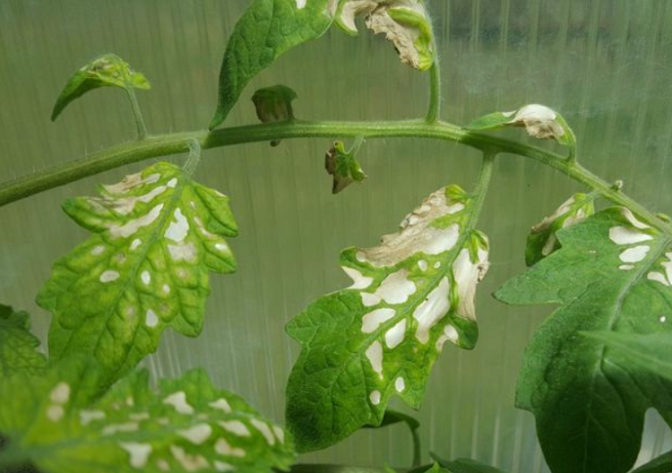 tomato plants Sunscald  