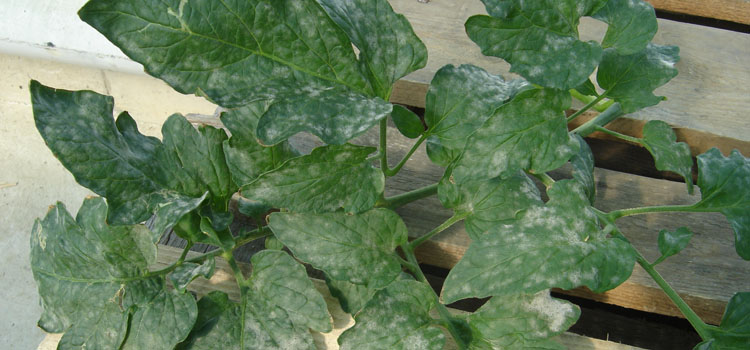 Powdery Mildew  