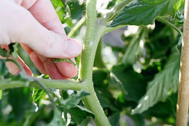 tomato suckers