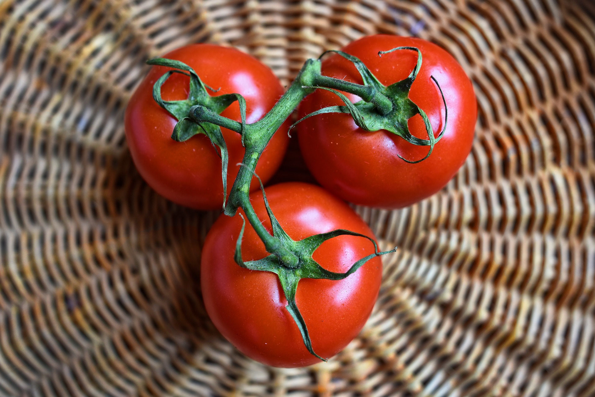 red stage of tomatoes