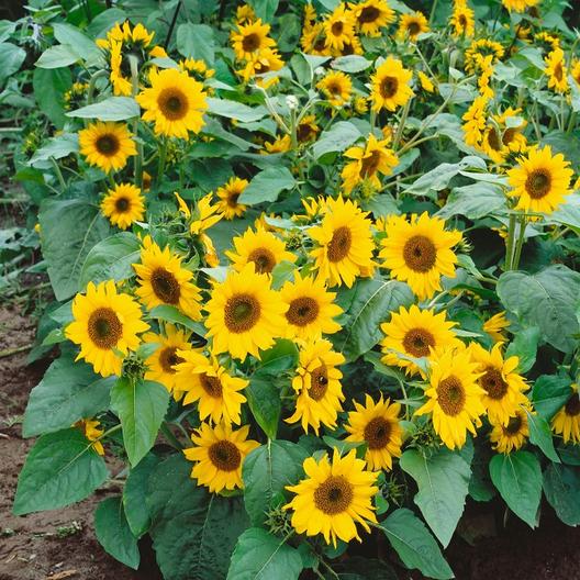 Topolino Sunflowers