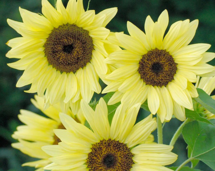 Buttercream Sunflower 