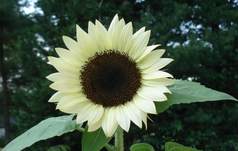 Coconut Ice Sunflower