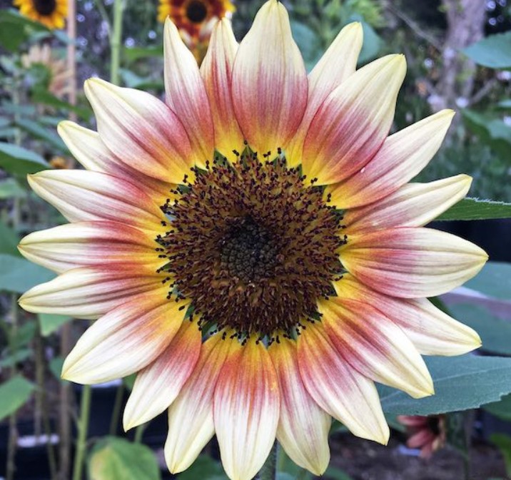 Gypsy Charmer Sunflower