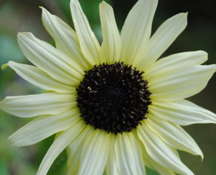 Italian White Sunflower