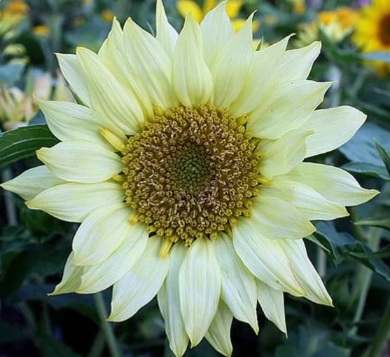 Moonshadow Sunflower