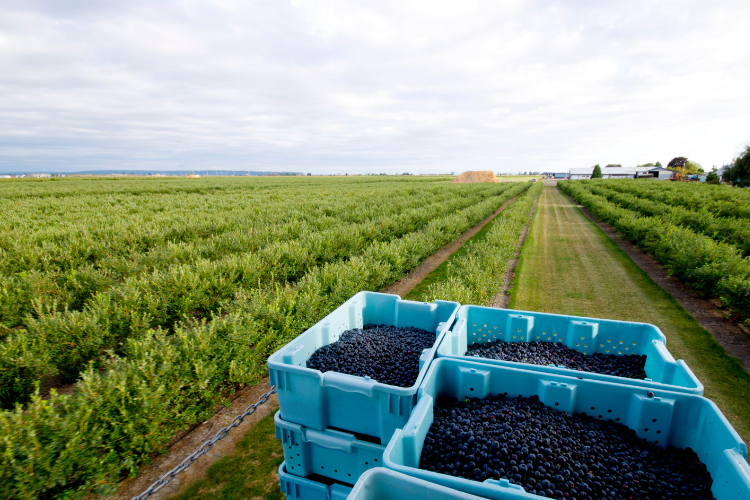 Oklahoma’s Blueberries field