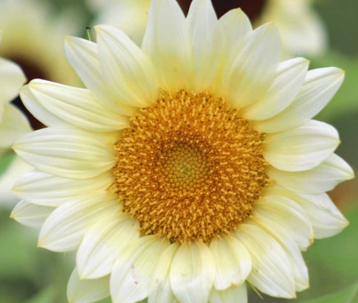 ProCut White Lite Sunflower