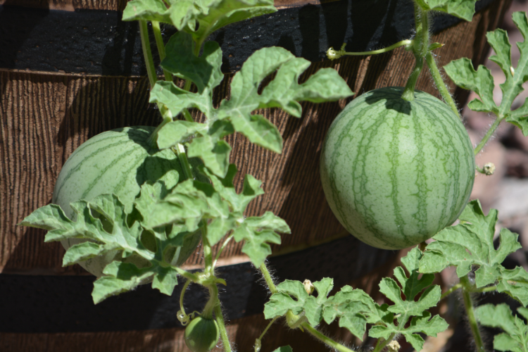 How to Grow Sugar Baby Watermelon Guide