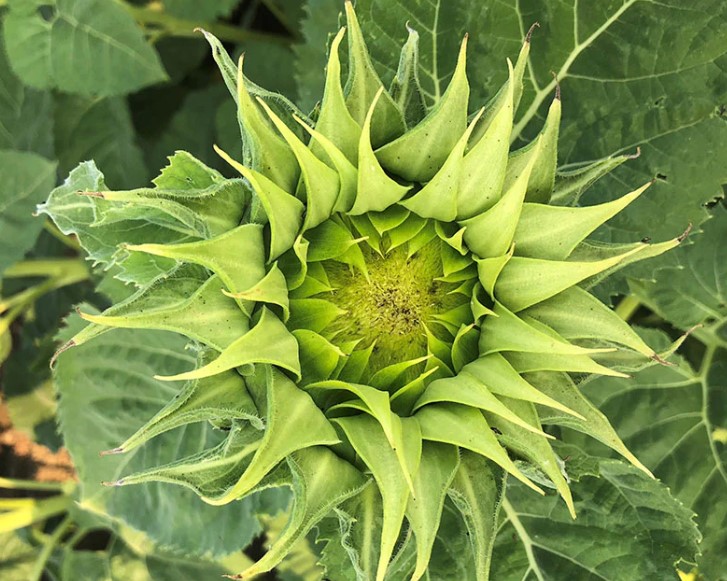 SunFill Green Sunflower