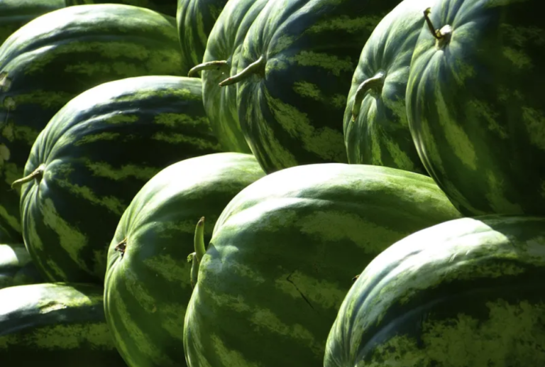 Watermelon Season Guide Jardin HQ