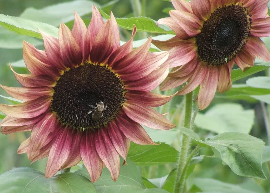 White Sunflower 1