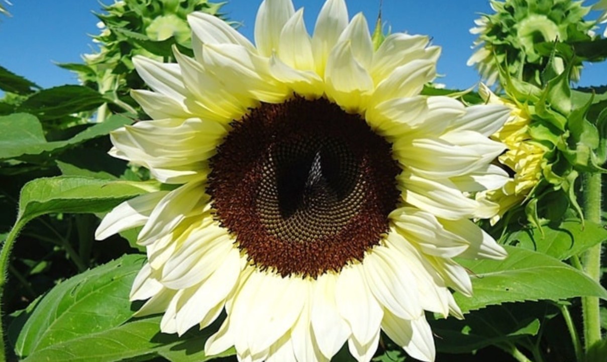 White Sunflower 3