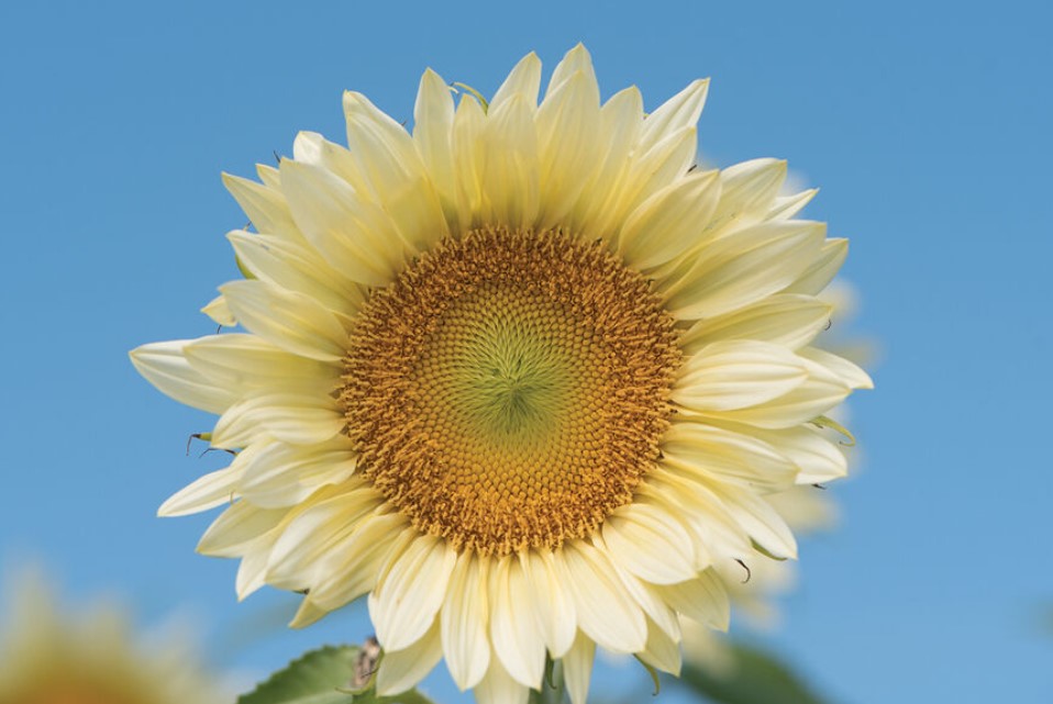 White Sunflower