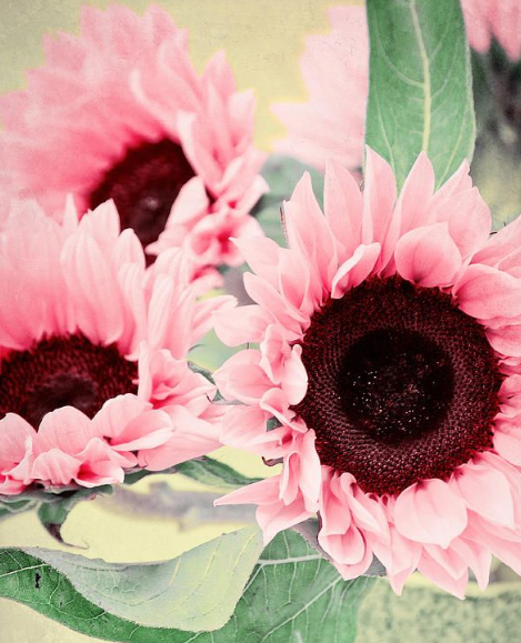 adorable pink sunflower