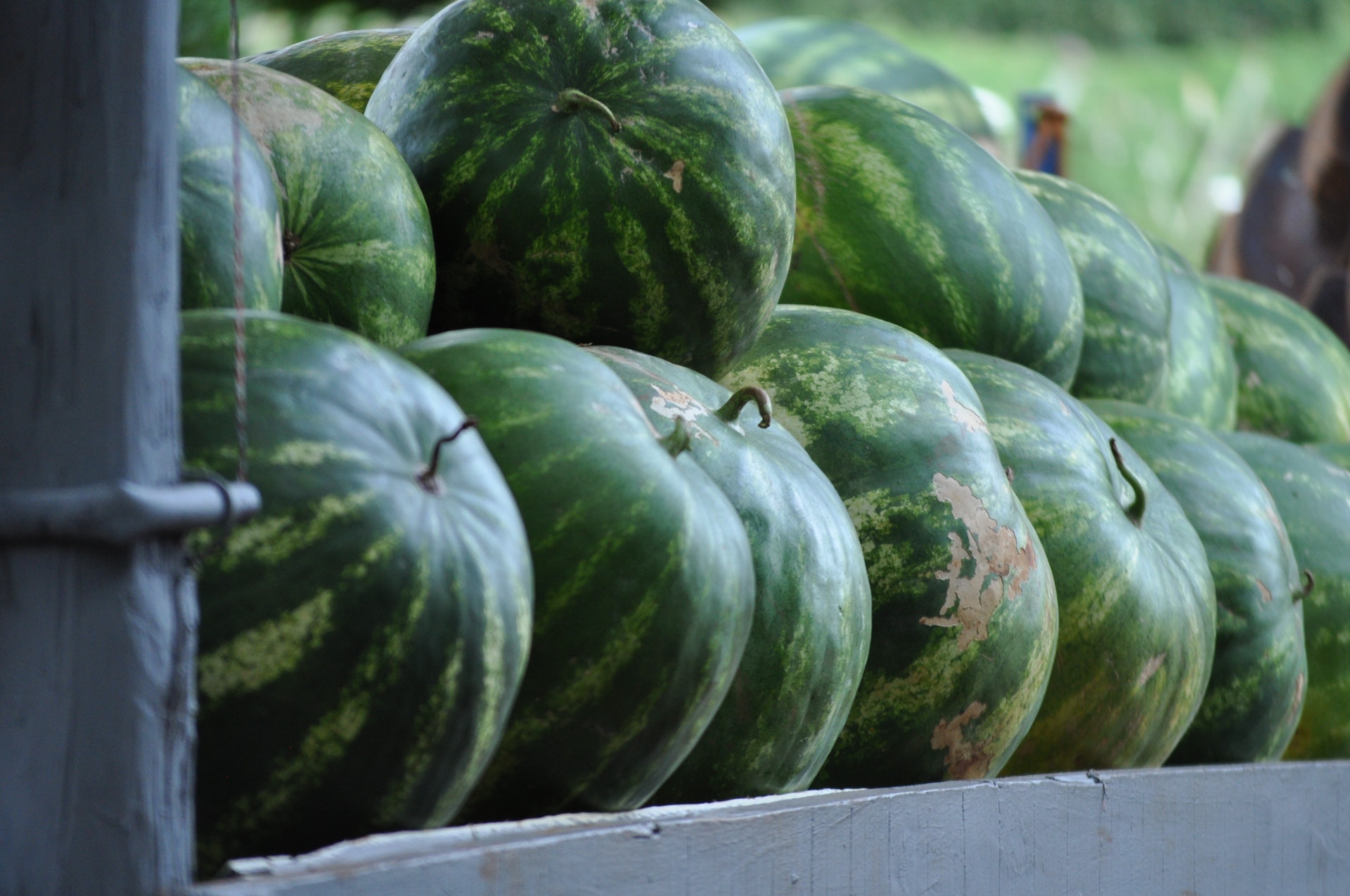 Watermelons