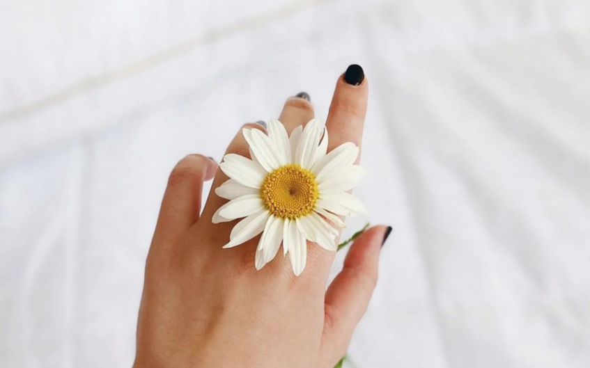 white sunflower