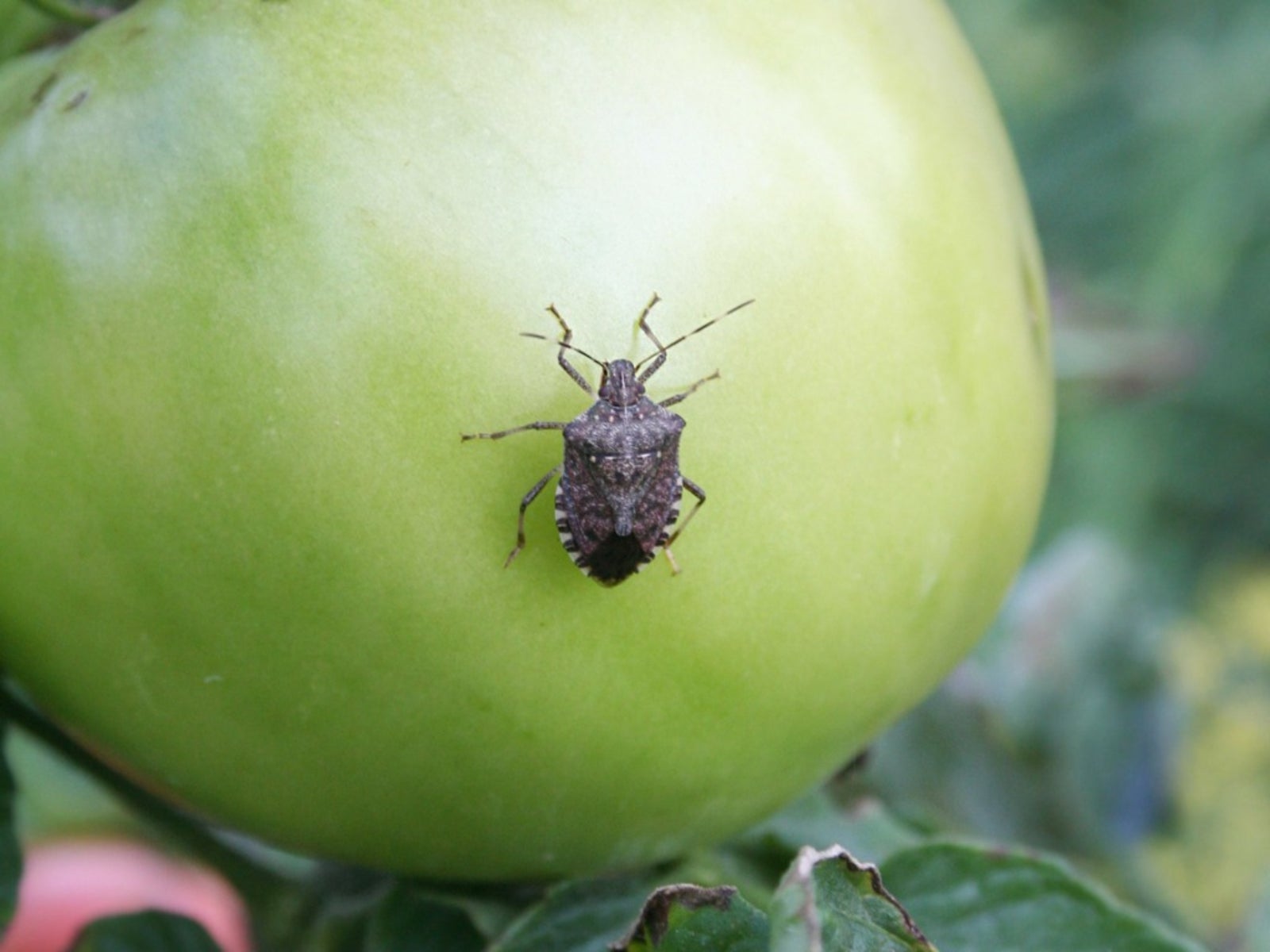 Stink Bugs