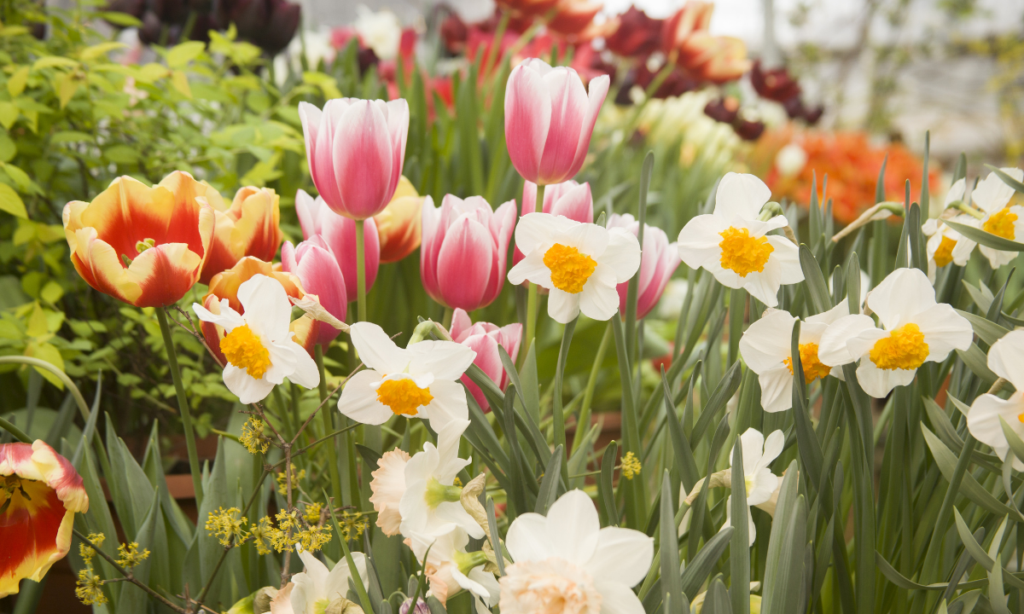Best Seeds for Flower Gardens