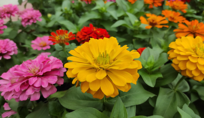 Zinnia (Giant Double Flowered)