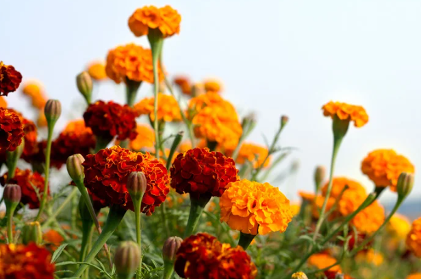 Marigold (Crackerjack or French Dwarf)