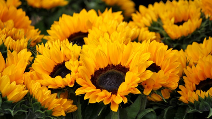 Sunflower (Mammoth or Lemon Queen)
