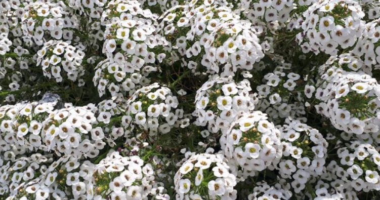 Alyssum (Carpet of Snow)