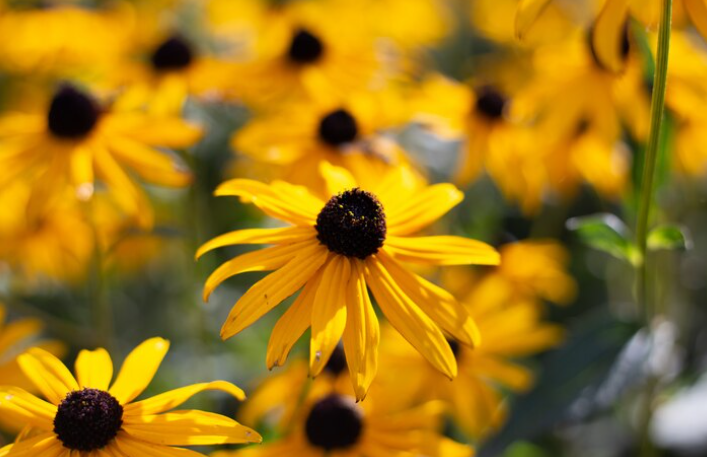 Black Eyed Susan (Rudbeckia Hirta)