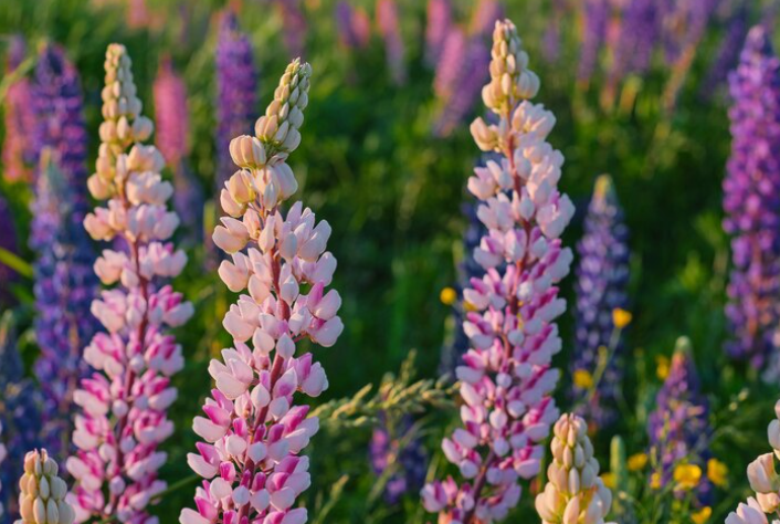 Lupine (Russel’s Hybrid Mix)