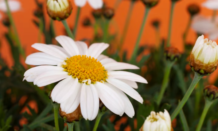Shasta Daisy (Alaska)