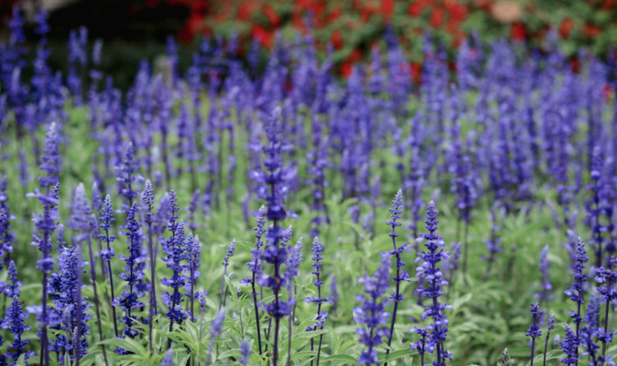 Salvia (Blue Bedder)