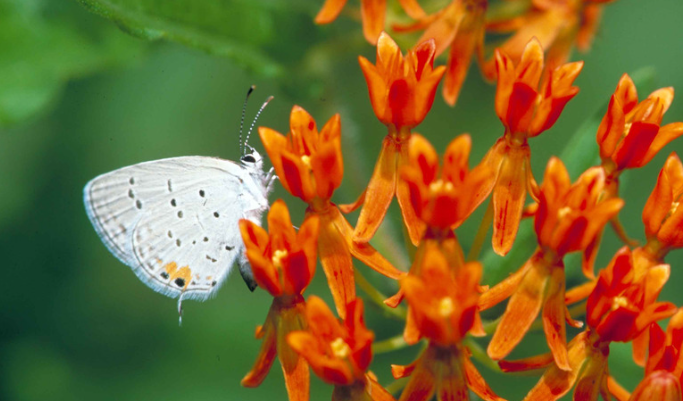 Butterfly Weed