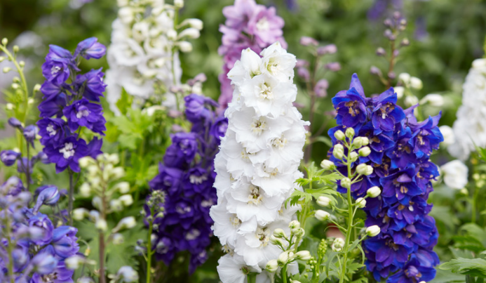 Larkspur (Giant Imperial Mix)