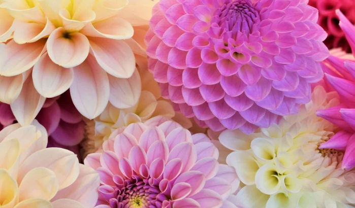 Dahlia (Unwin’s Dwarf Mix)