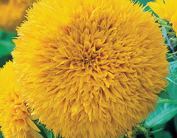 Sunflower (Dwarf Teddy Bear)