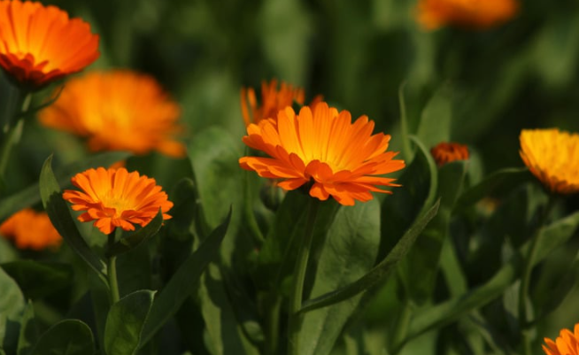 Calendula