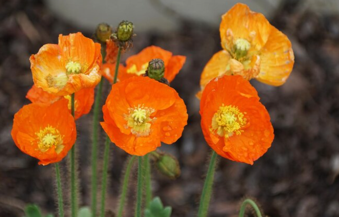 Poppy (California Orange Or Corn)