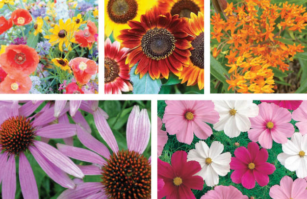 Pollinator Mixes