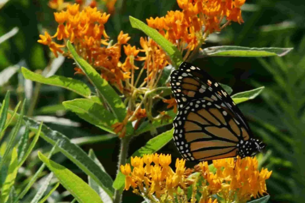 For the Butterflies: Butterfly Weed