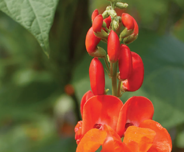 For the Hummingbirds: Scarlet Runner Bean
