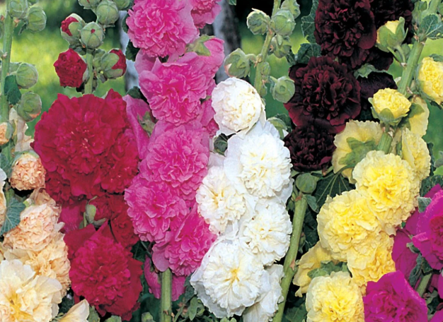 For the Bees: Hollyhock