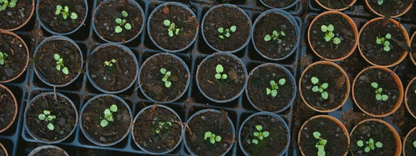 Best Seed Company for Beginners: How to Choose Seeds for Your First Garden