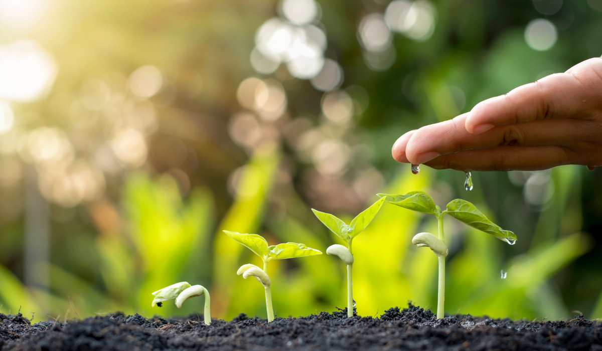 The Home Gardener's Complete Guide to Buying Flower Seeds: Top 10 Seed Companies Reviewed