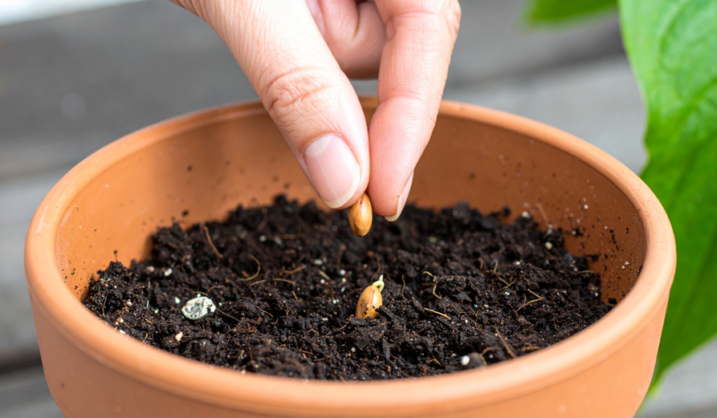 Best Seed Company for Beginners: How to Choose Seeds for Your First Garden