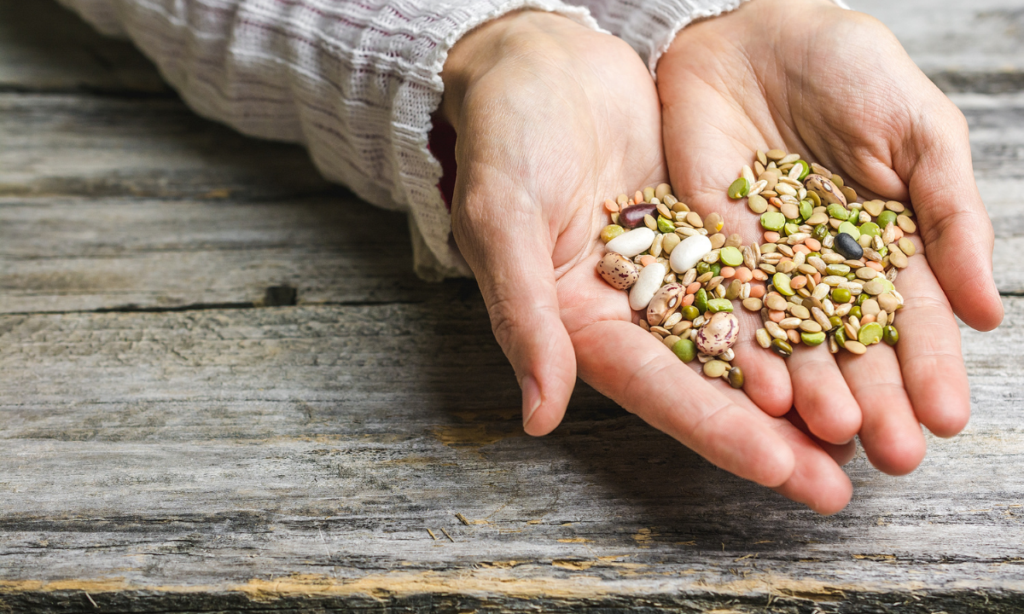 Best Seed Companies