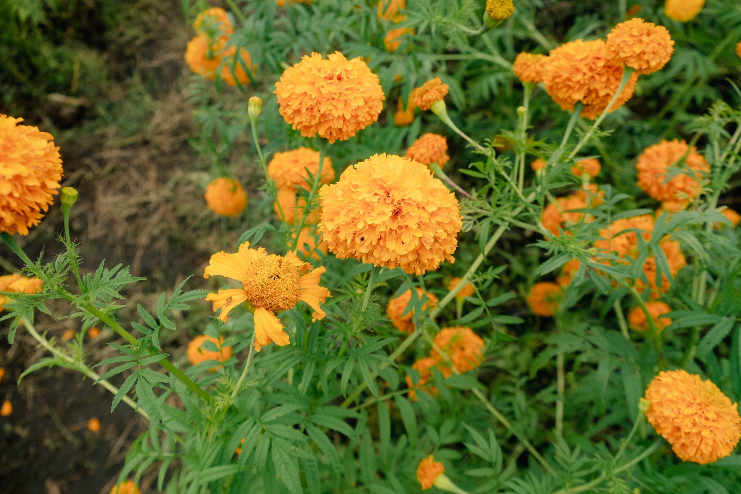  marigold seed flowers