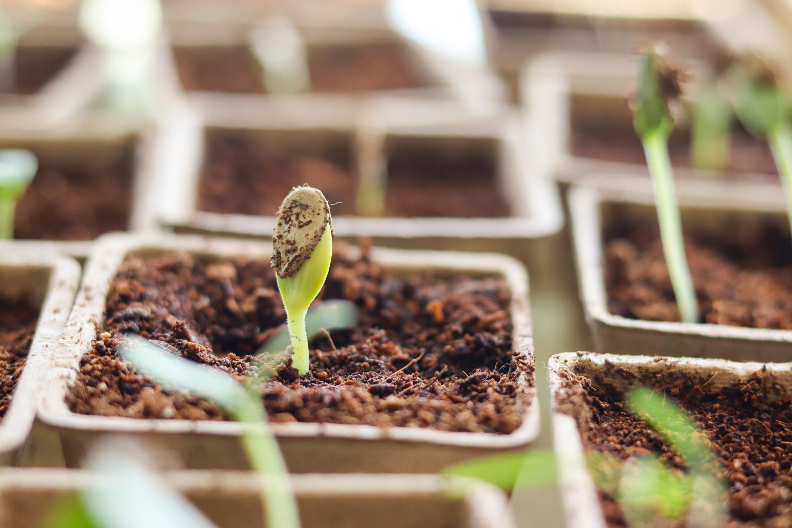 germinating seeds